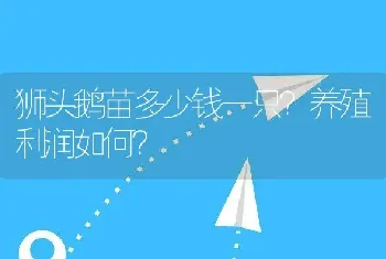 狮头鹅苗多少钱一只？养殖利润如何？