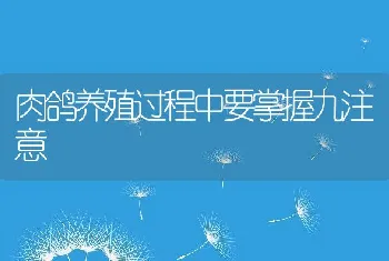 肉鸽养殖过程中要掌握九注意