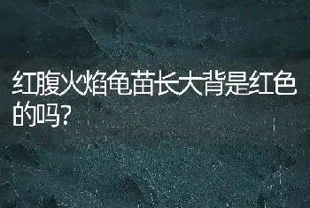 红腹火焰龟苗长大背是红色的吗？