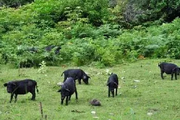 藏香猪养殖前景 为什么藏香猪有价无市