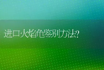 进口火焰龟鉴别方法？