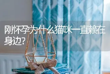 刚怀孕为什么猫咪一直赖在身边？