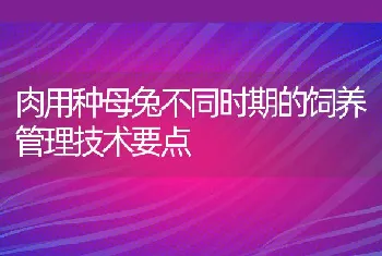 肉用种母兔不同时期的饲养管理技术要点