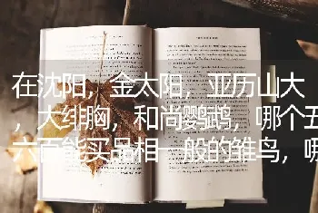 新买的吉娃娃，叶子有点软软的，怎么养护？