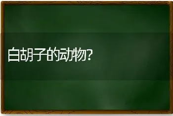 2个月蓝猫标准长相？