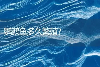 鹦鹉鱼多久繁殖？