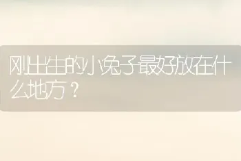 刚出生的小兔子最好放在什么地方？