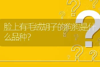 脸上有毛绒胡子的狗狗是什么品种？