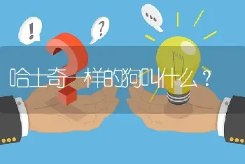 哈士奇一样的狗叫什么？