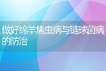 秋季鳜鱼养殖管理技术措施介绍