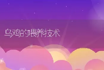 乌鸡的喂养技术