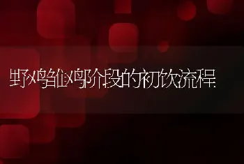 野鸡雏鸡阶段的初饮流程