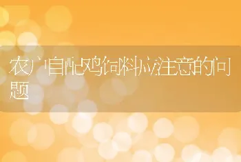 农户自配鸡饲料应注意的问题