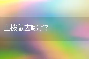 土拨鼠去哪了？