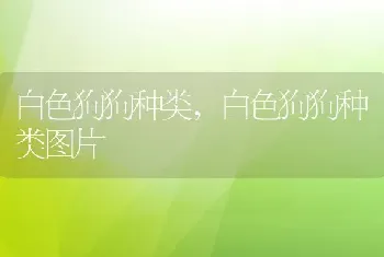 白色狗狗种类，白色狗狗种类图片