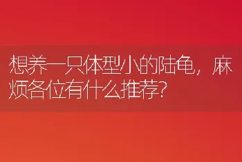 想养一只体型小的陆龟，麻烦各位有什么推荐？