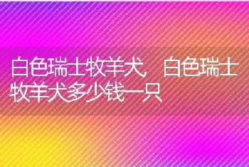 白色瑞士牧羊犬，白色瑞士牧羊犬多少钱一只