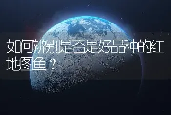 如何辨别是否是好品种的红地图鱼？