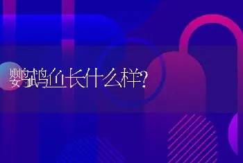 鹦鹉鱼长什么样？