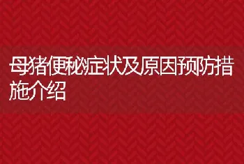 母猪便秘症状及原因预防措施介绍