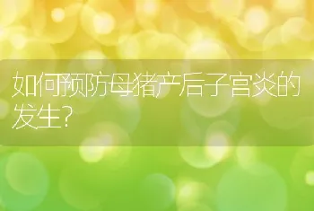 如何预防母猪产后子宫炎的发生？