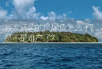 我家怀孕的凤尾鱼怎么了？是不是难产了？