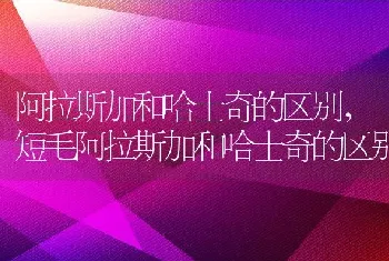 阿拉斯加和哈士奇的区别，短毛阿拉斯加和哈士奇的区别