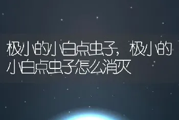 极小的小白点虫子，极小的小白点虫子怎么消灭