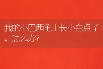 我的小巴西龟上长小白点了，怎么办？