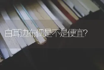 南拉布拉多可以叫什么名字？