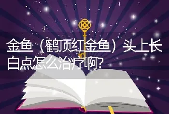 金鱼（鹤顶红金鱼）头上长白点怎么治疗啊？