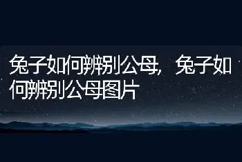 兔子如何辨别公母，兔子如何辨别公母图片