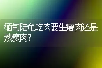 缅甸陆龟吃肉要生瘦肉还是熟瘦肉？