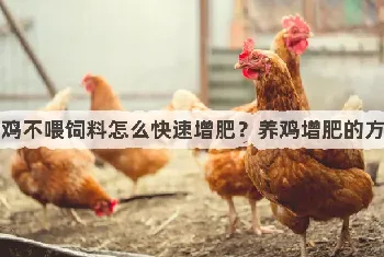 土鸡不喂饲料怎么快速增肥？养鸡增肥的方法