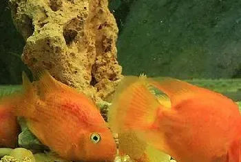 如何饲养热带鱼全新的水族箱和老水族箱的不同