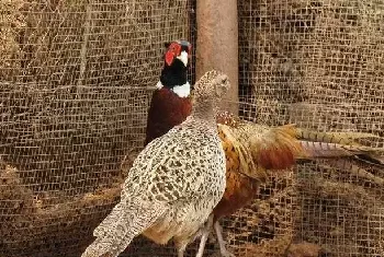 野鸡育成期的饲养管理