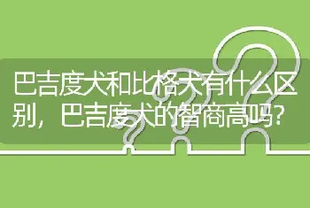 巴吉度犬和比格犬有什么区别，巴吉度犬的智商高吗？