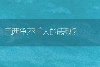 巴西龟不怕人的表现？