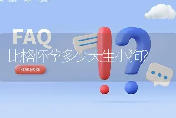 比格怀孕多少天生小狗？