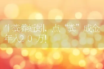 牛粪养蚯蚓，点“粪”成金年入20万！