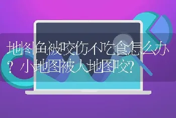 地图鱼被咬伤不吃食怎么办？小地图被大地图咬？