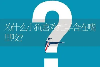 为什么小狗喜欢把手含在嘴里咬？