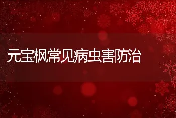 元宝枫常见病虫害防治