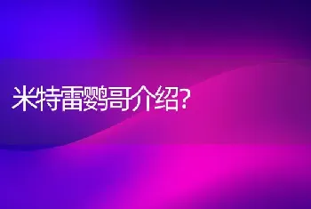 米特雷鹦哥介绍？