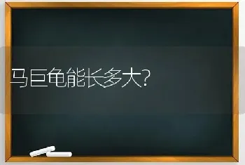 小猫发春几天能过去？