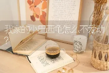 我家的小巴西龟怎么不爱动？