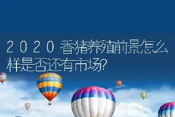 2020香猪养殖前景怎么样是否还有市场？