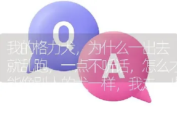 我的格力犬，为什么一出去就乱跑，一点不听话，怎么才能像别人的犬一样，我走一步他走一步，不乱跑？