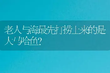 老人与海最先打捞上来的是大马哈鱼？