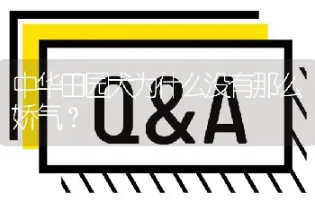 中华田园犬为什么没有那么娇气？